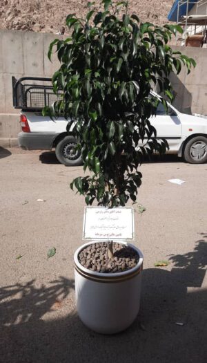 گلدان بنجامین برای عرض تبریک افتتاحیه و نمایشگاه A61