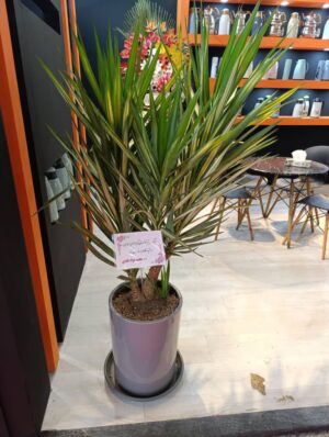 گلدان یوکا ابلق کد A63